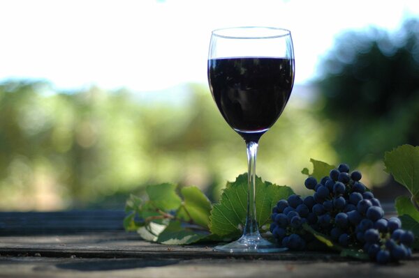 A glass of red wine on the table with a bunch of blue grapes