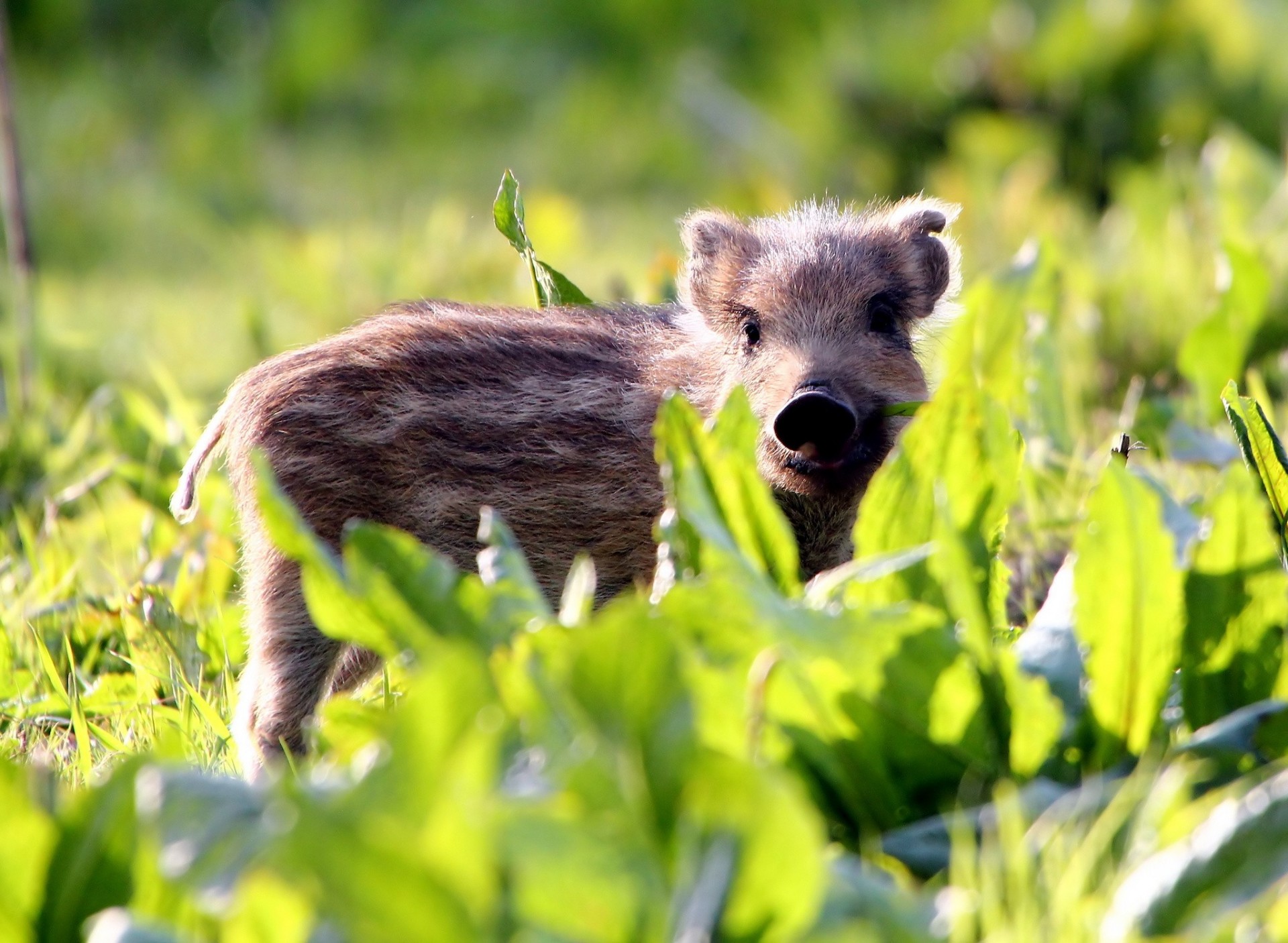 bambino erba cinghiale