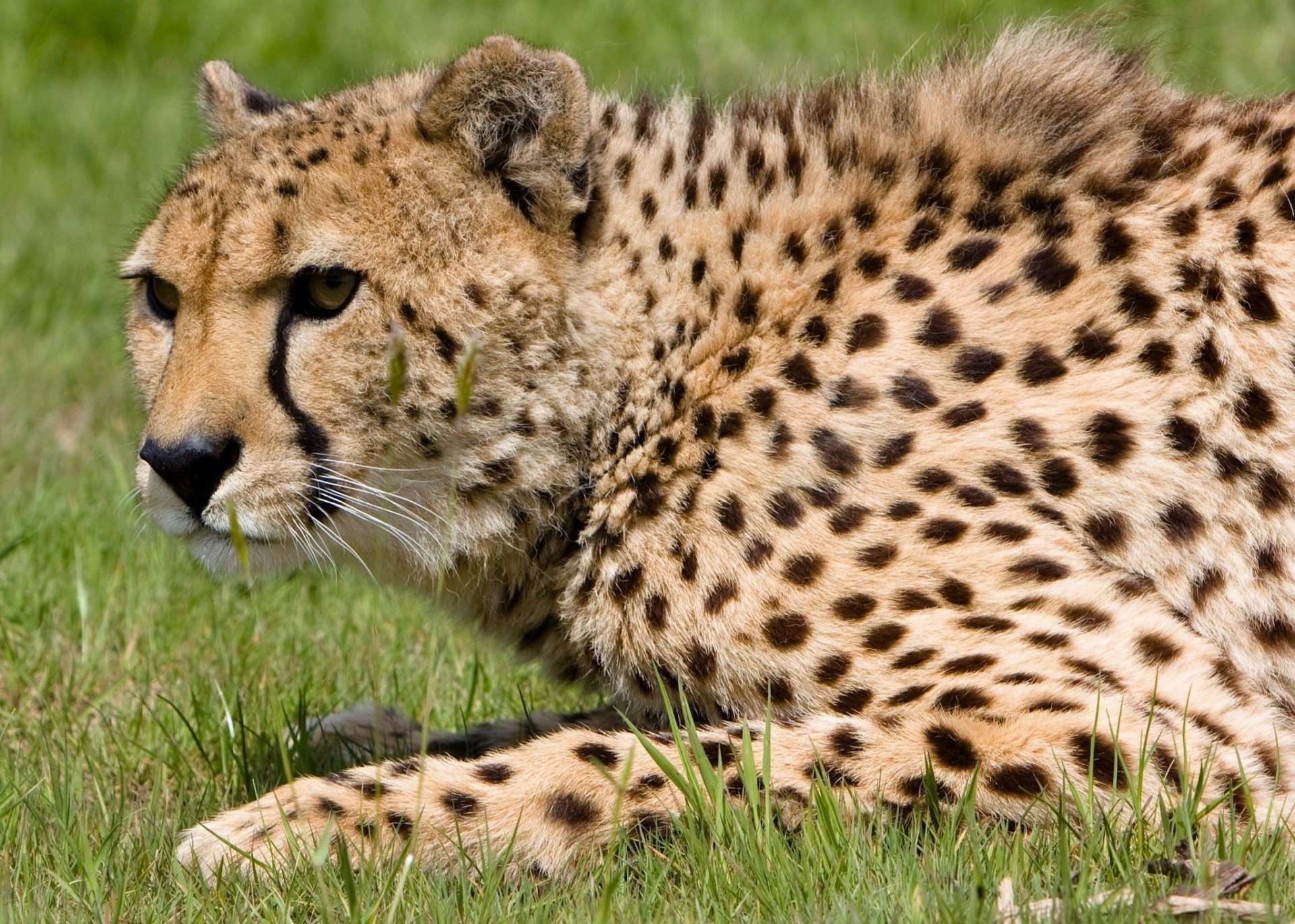 chat sauvage guépard