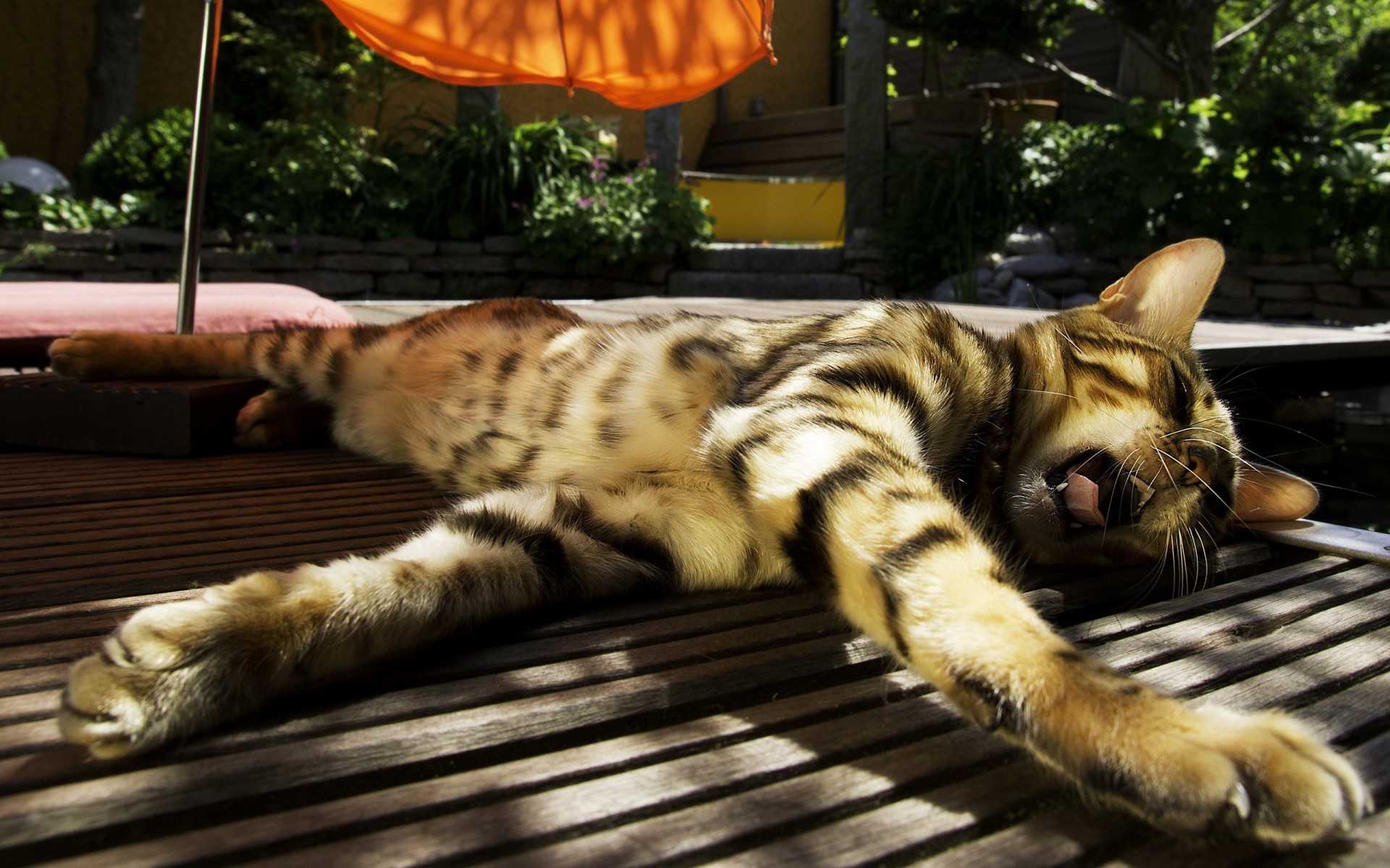 a strisce si trova gatto sole ombrello sbadigli