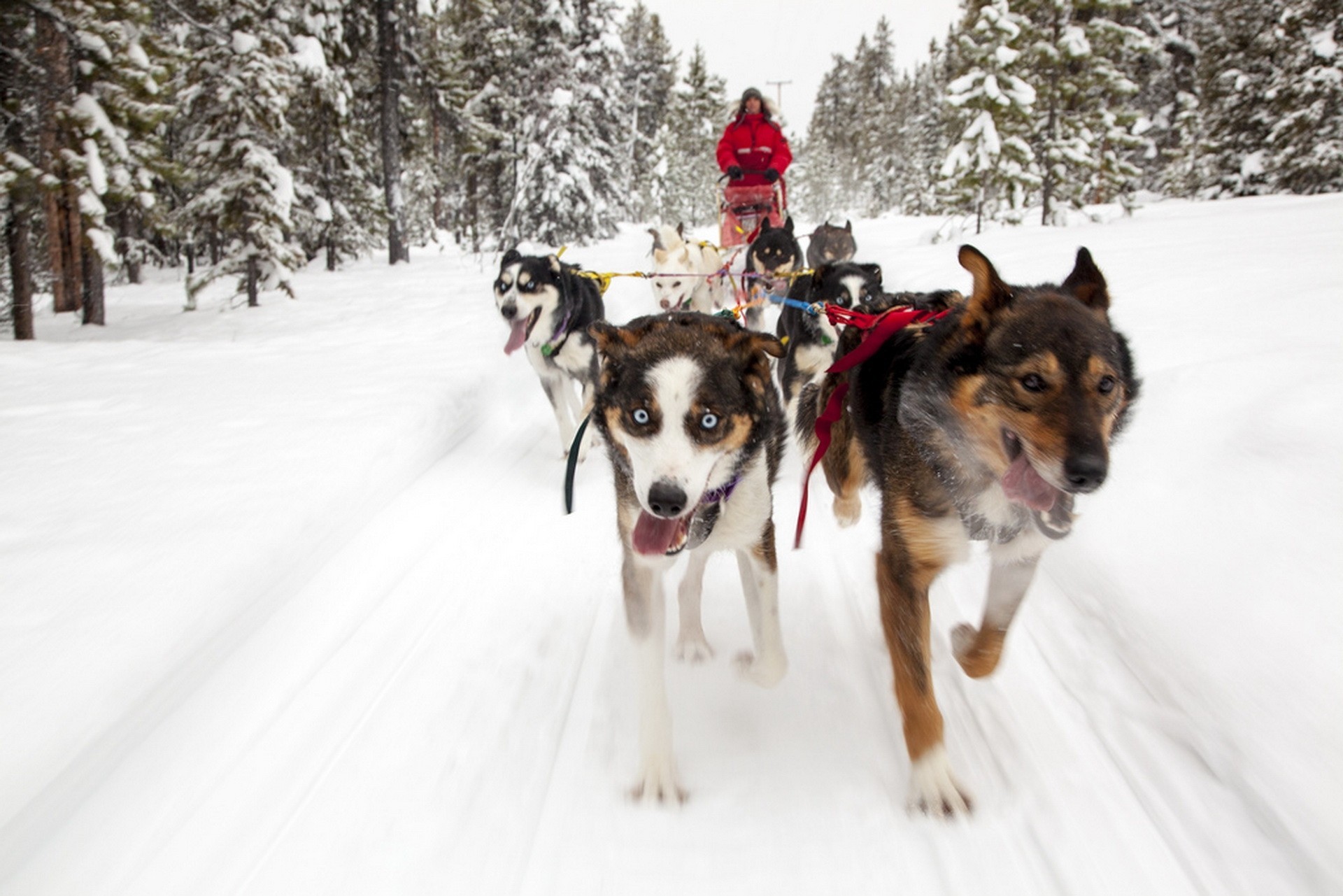 yukon cani canada spedizione