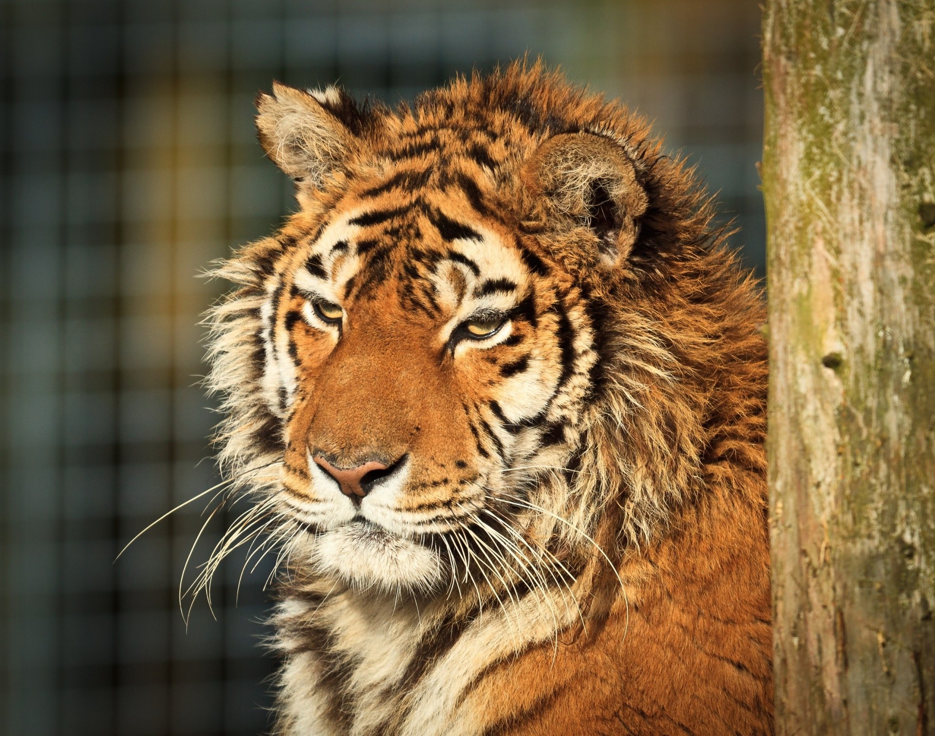 wild cat teeth tiger