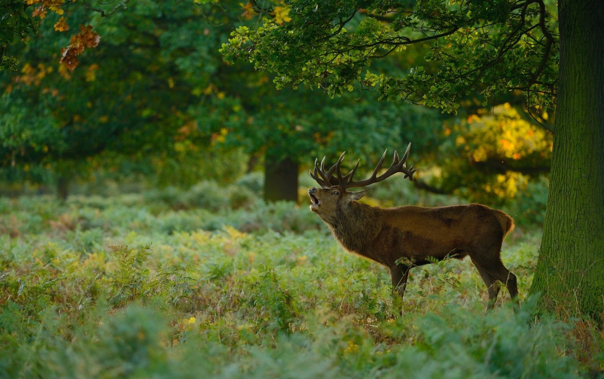 forêt personnes cerf