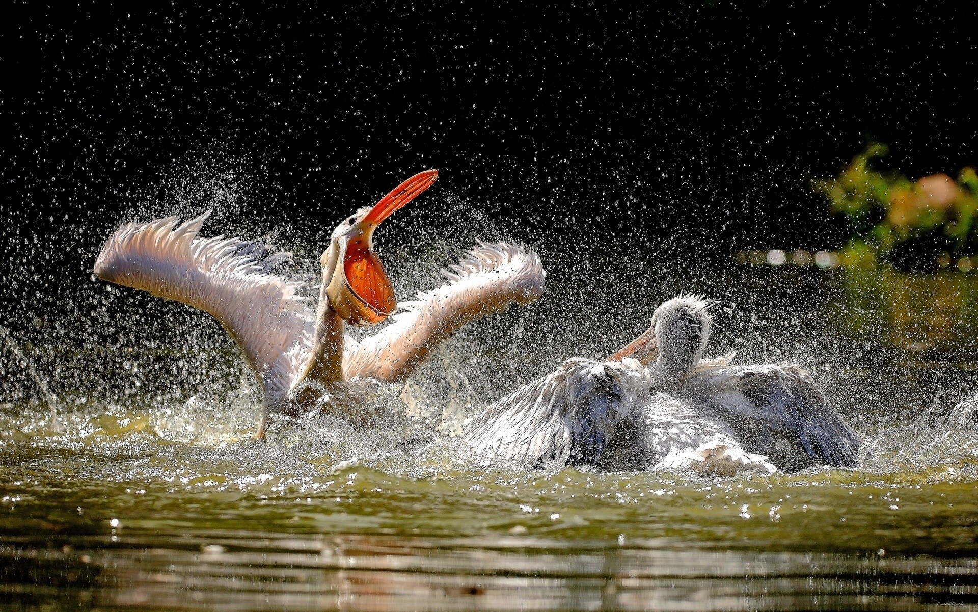 acqua pellicani bomboletta spray uccelli