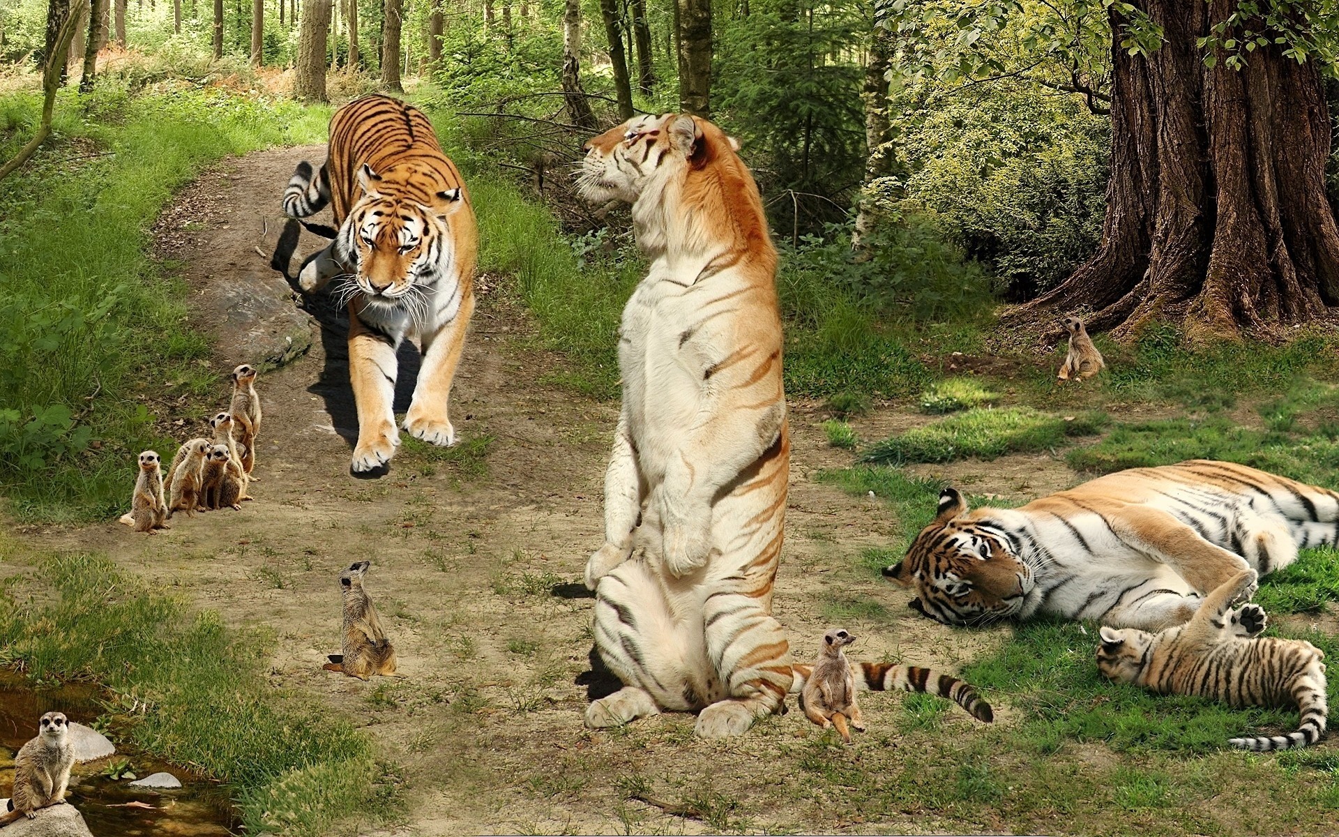 suricatas tigres animales