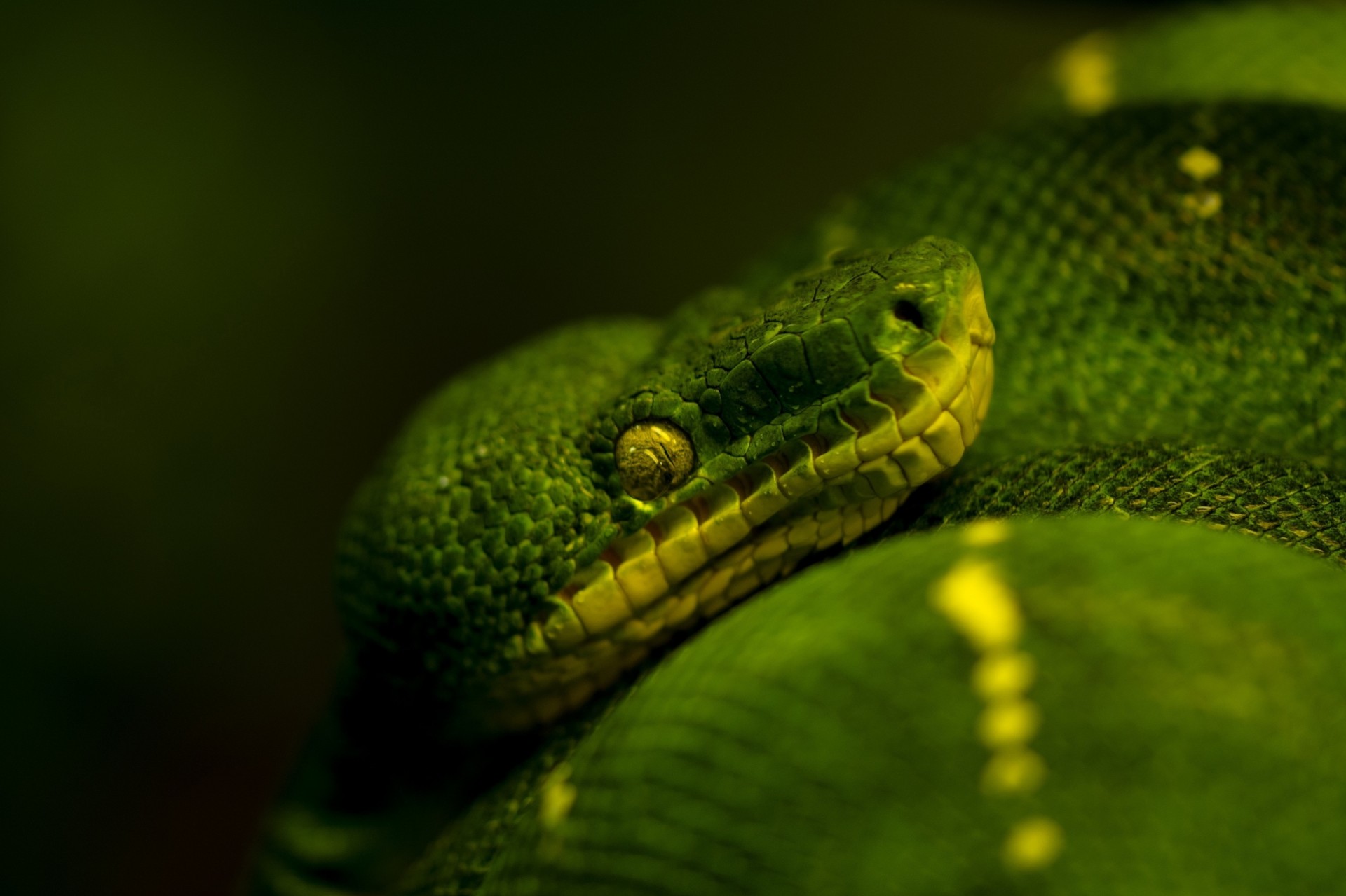 macro fondo oscuro pitón serpiente