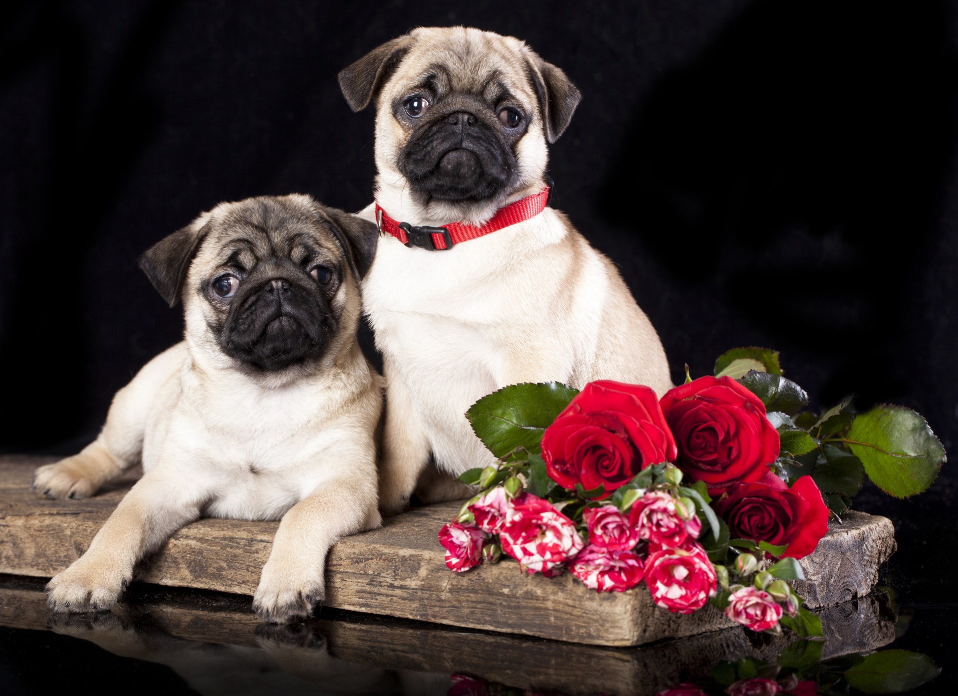 pugs dogs flower rose