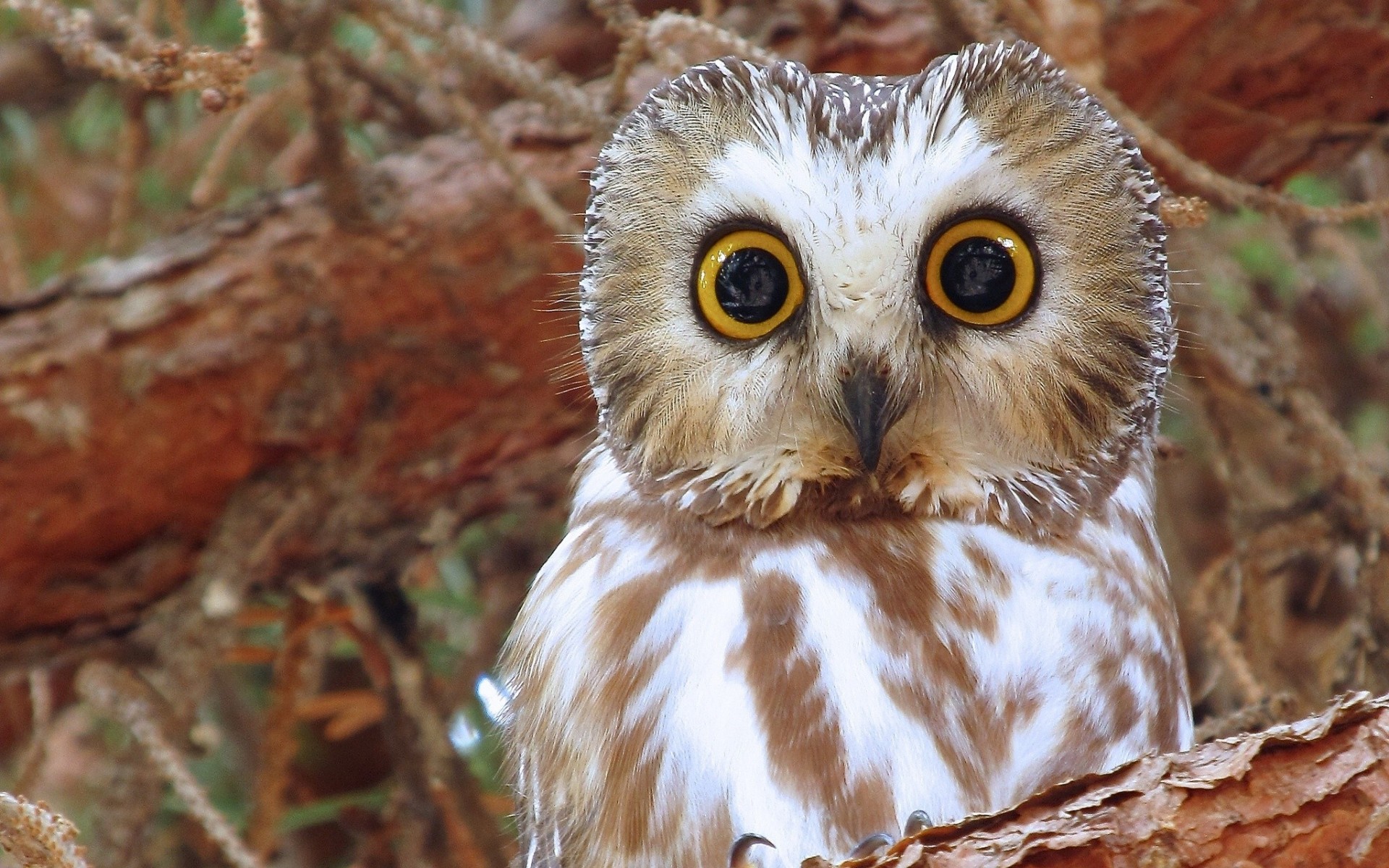 birds horned owl north american boreal owl owl enormous eye