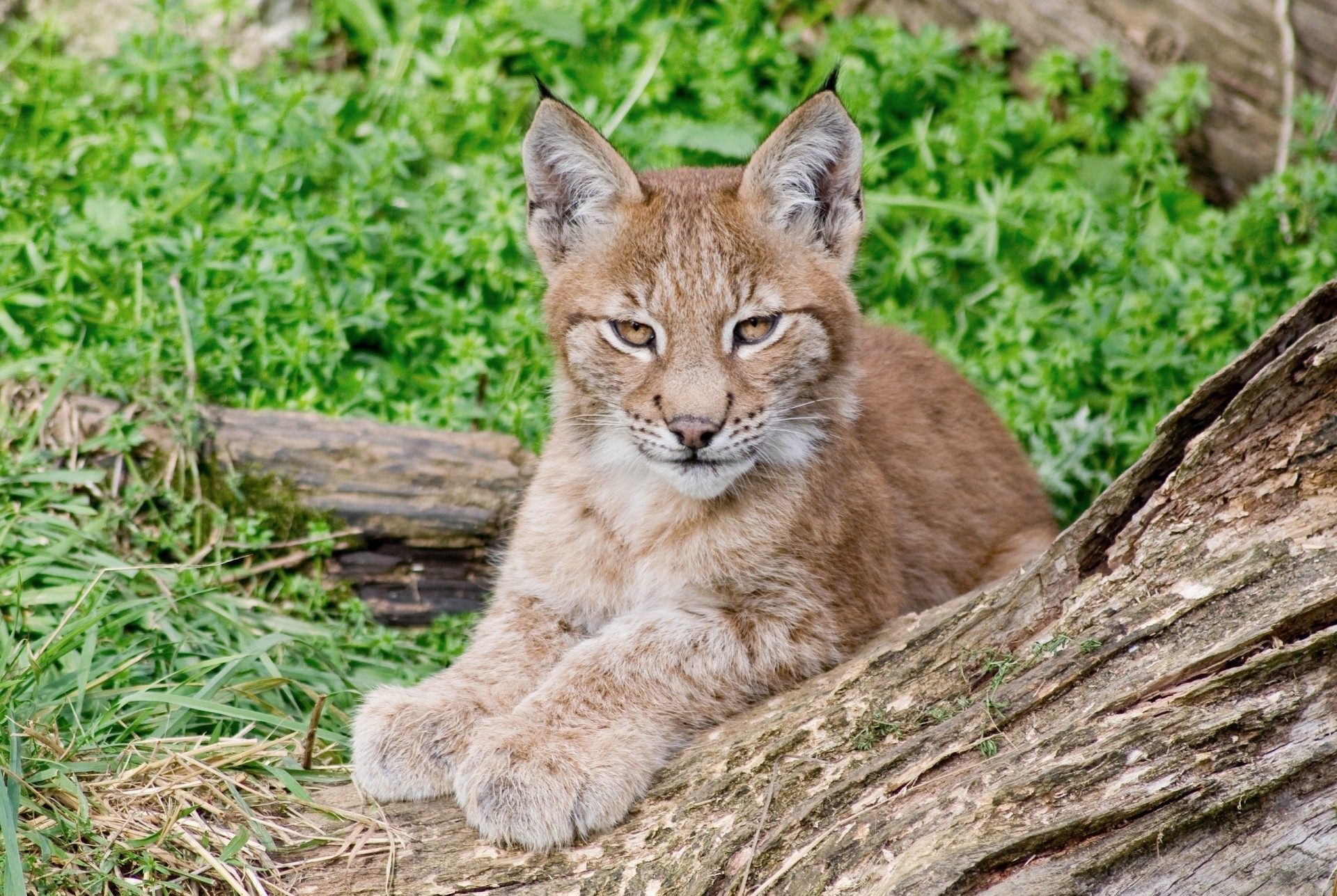 luchs wildkatze jungtier