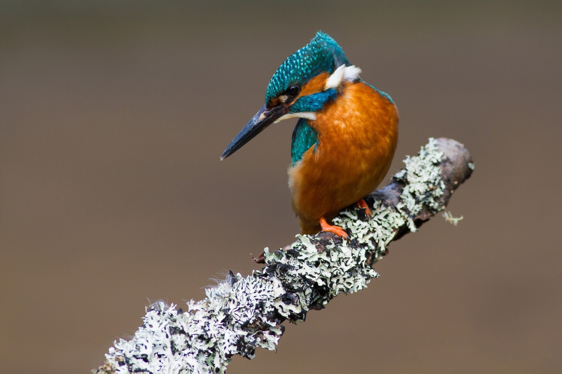 oiseaux martin-pêcheur