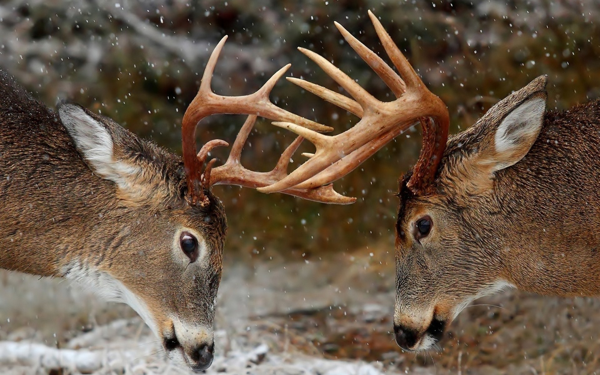 reindeer competition fight horn