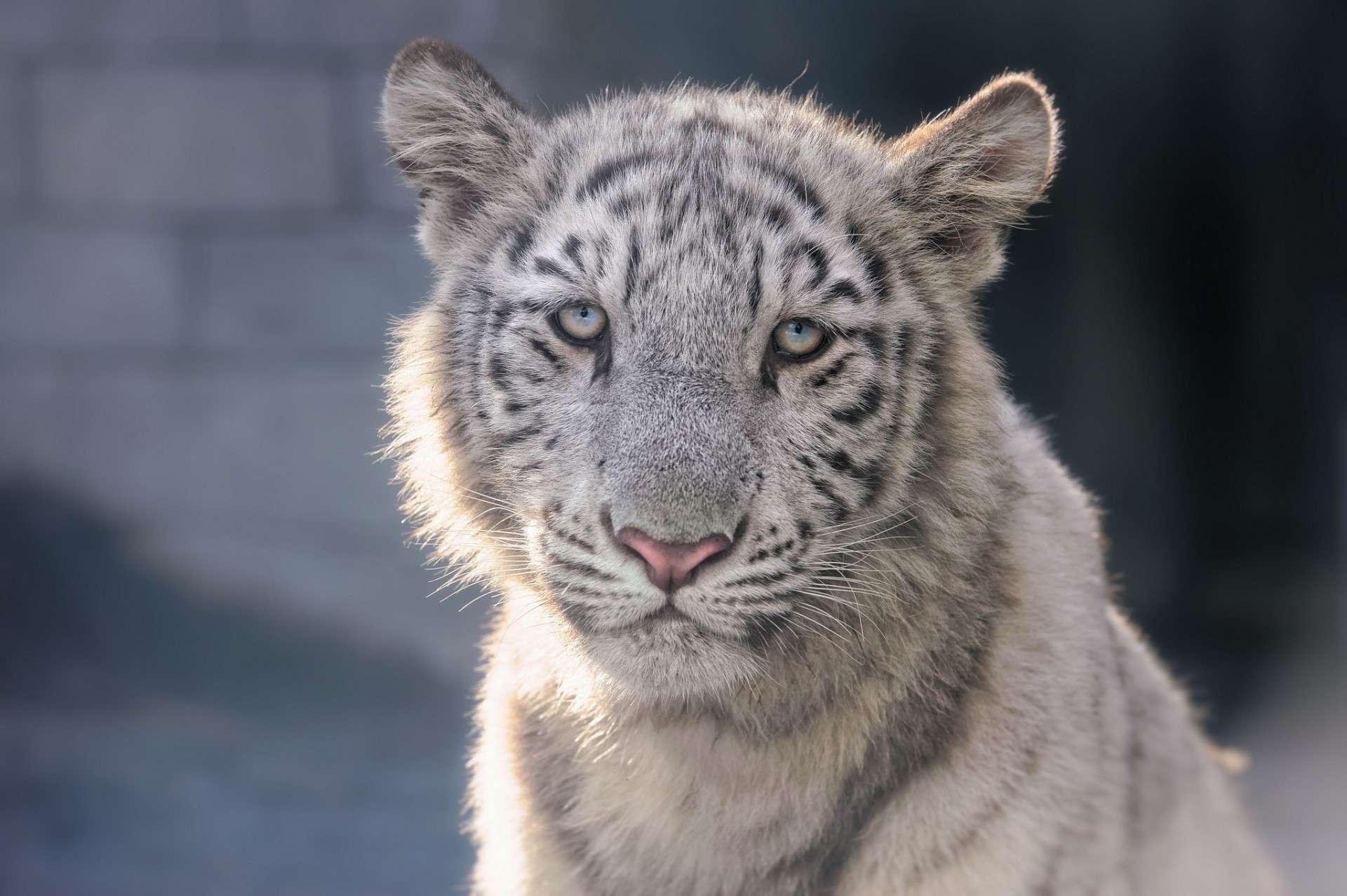 dents tigre chapeaux enfant cub