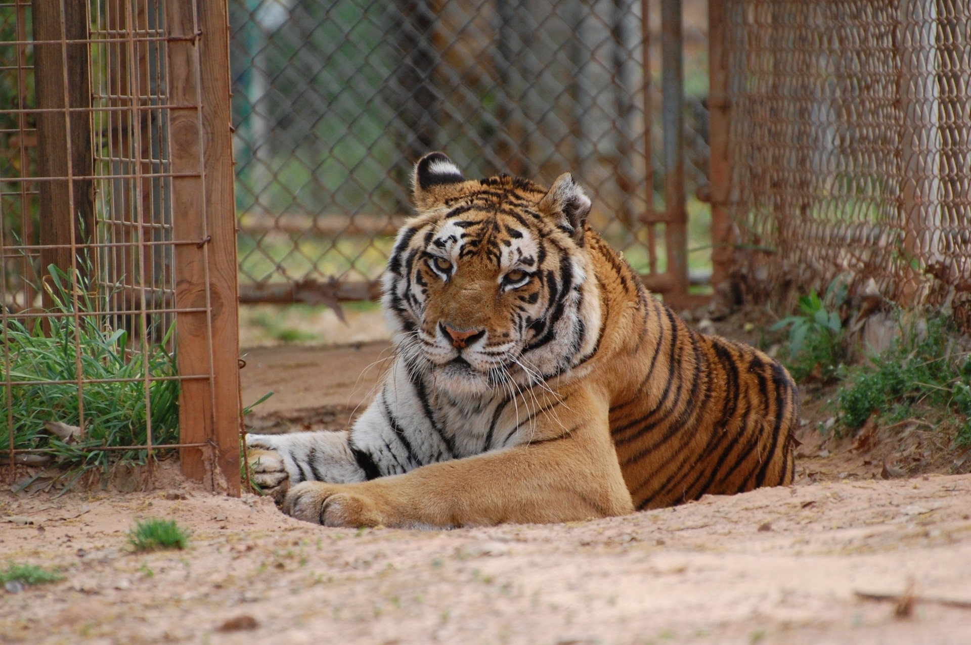 chat sauvage tigre