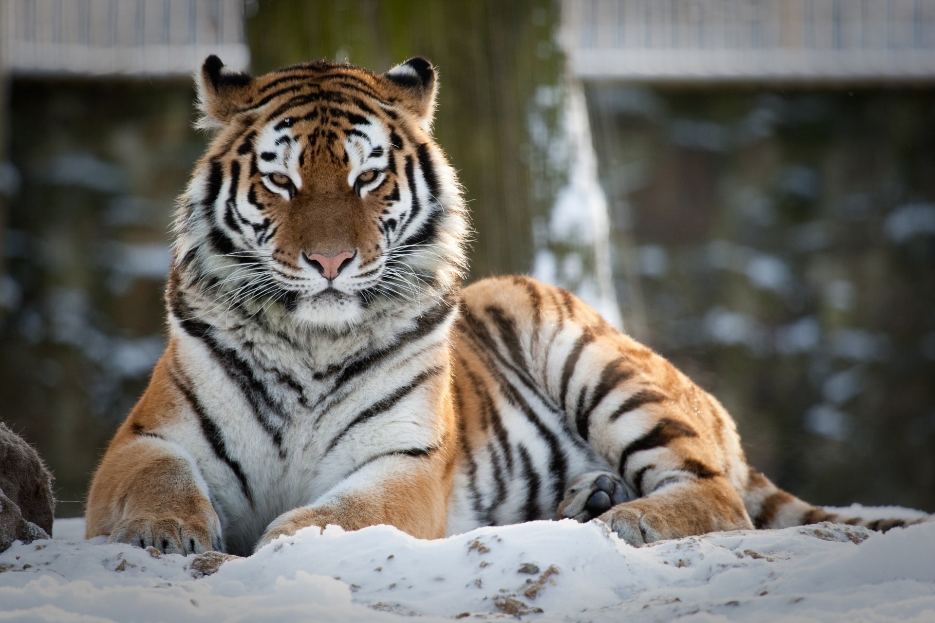 chat sauvage tigre