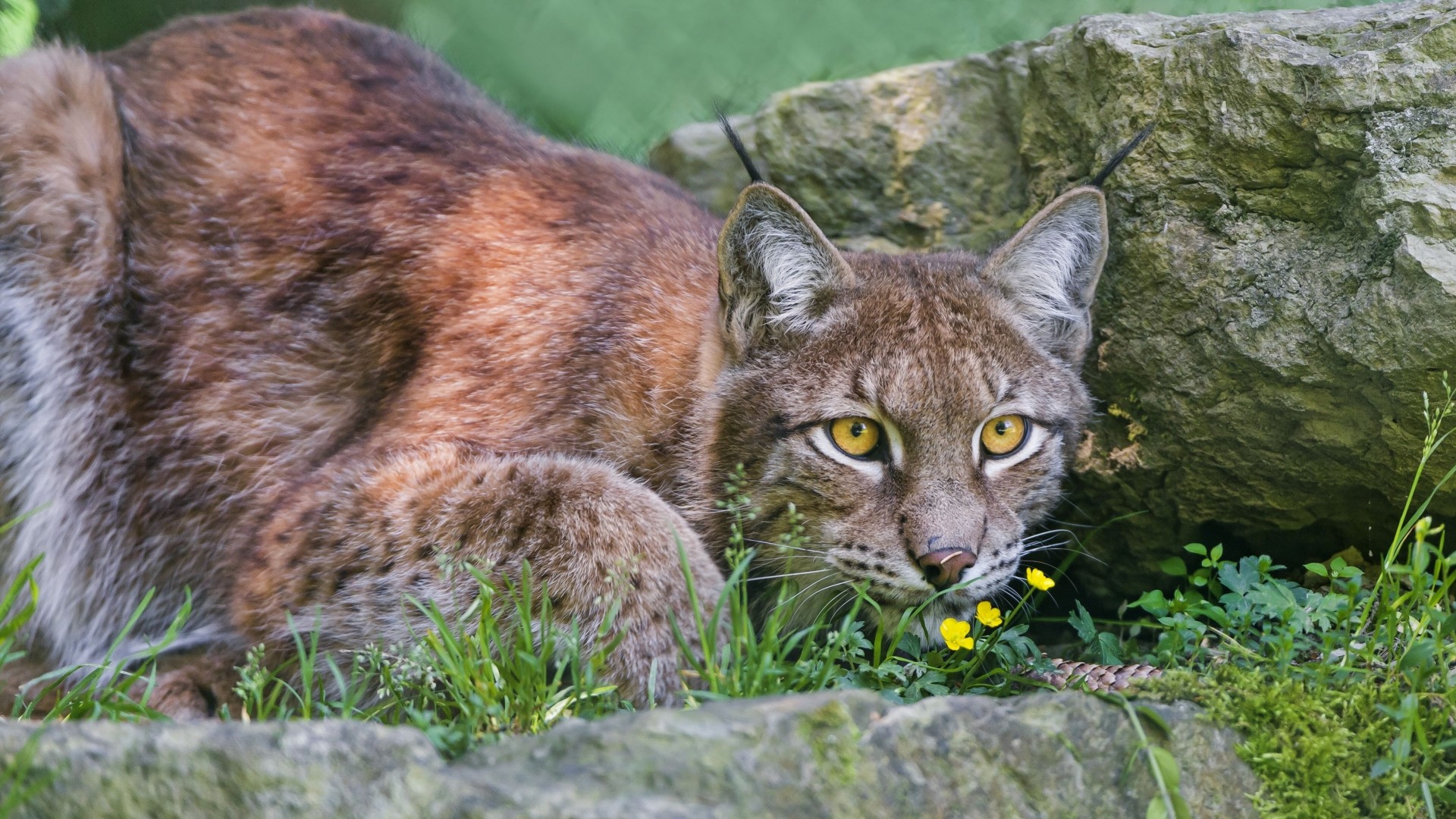 lince gatto selvatico specie