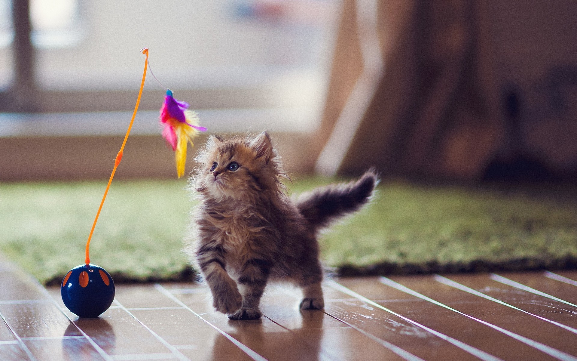 parkett federn spielzeug gänseblümchen katze teppich