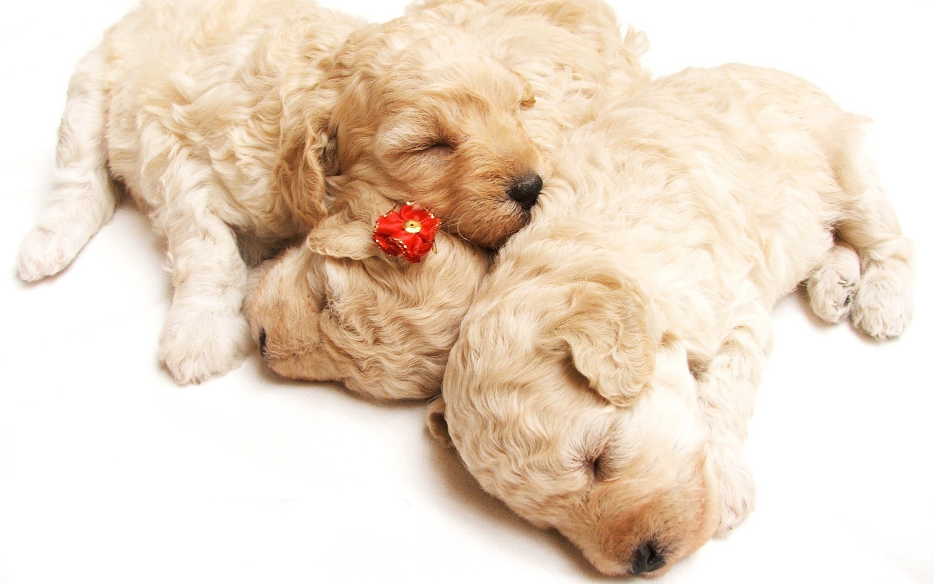 cachorros dormir ternura fondo blanco perros bebés