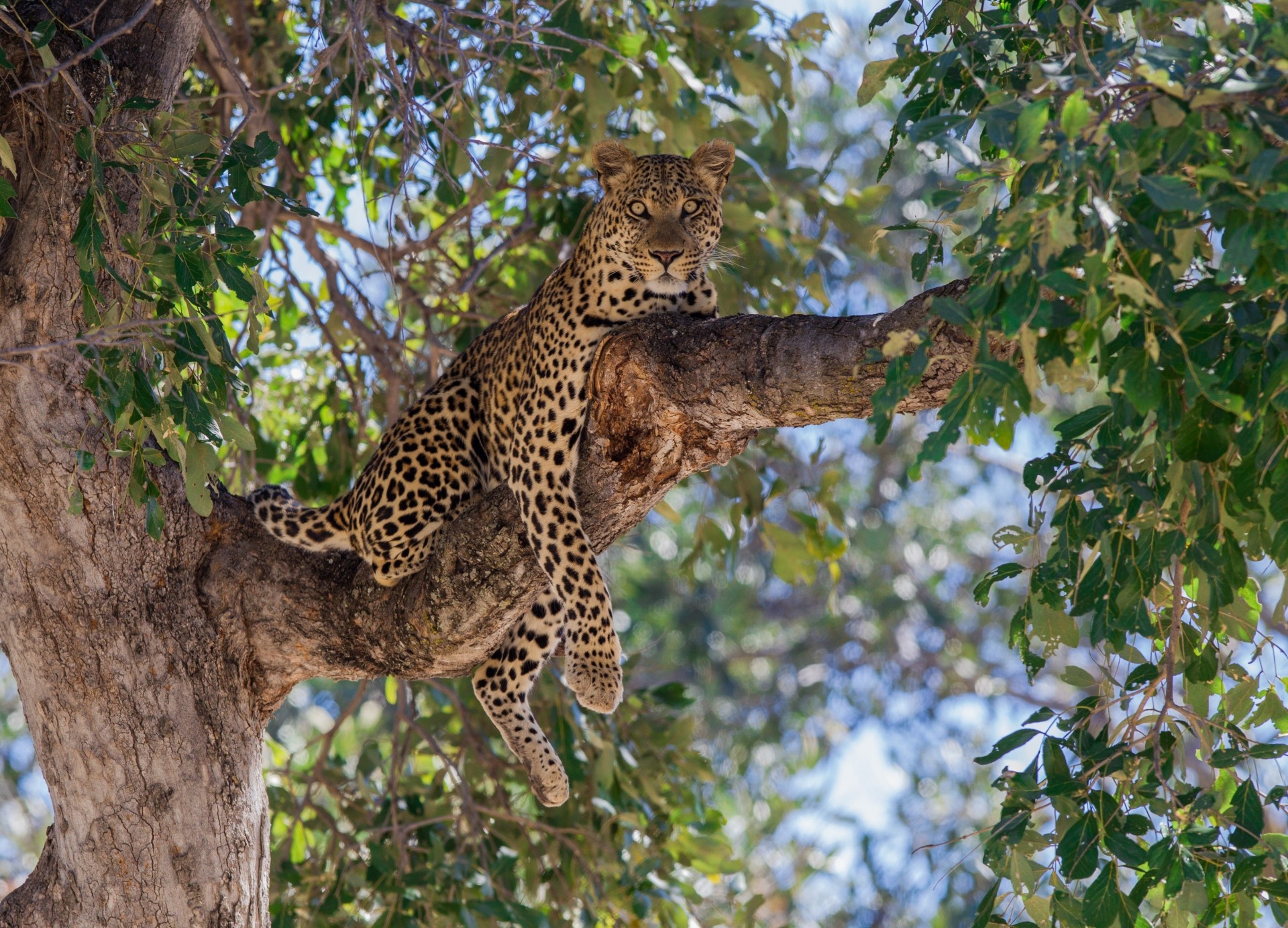 foliage leopard predator tree sports branch wild cat