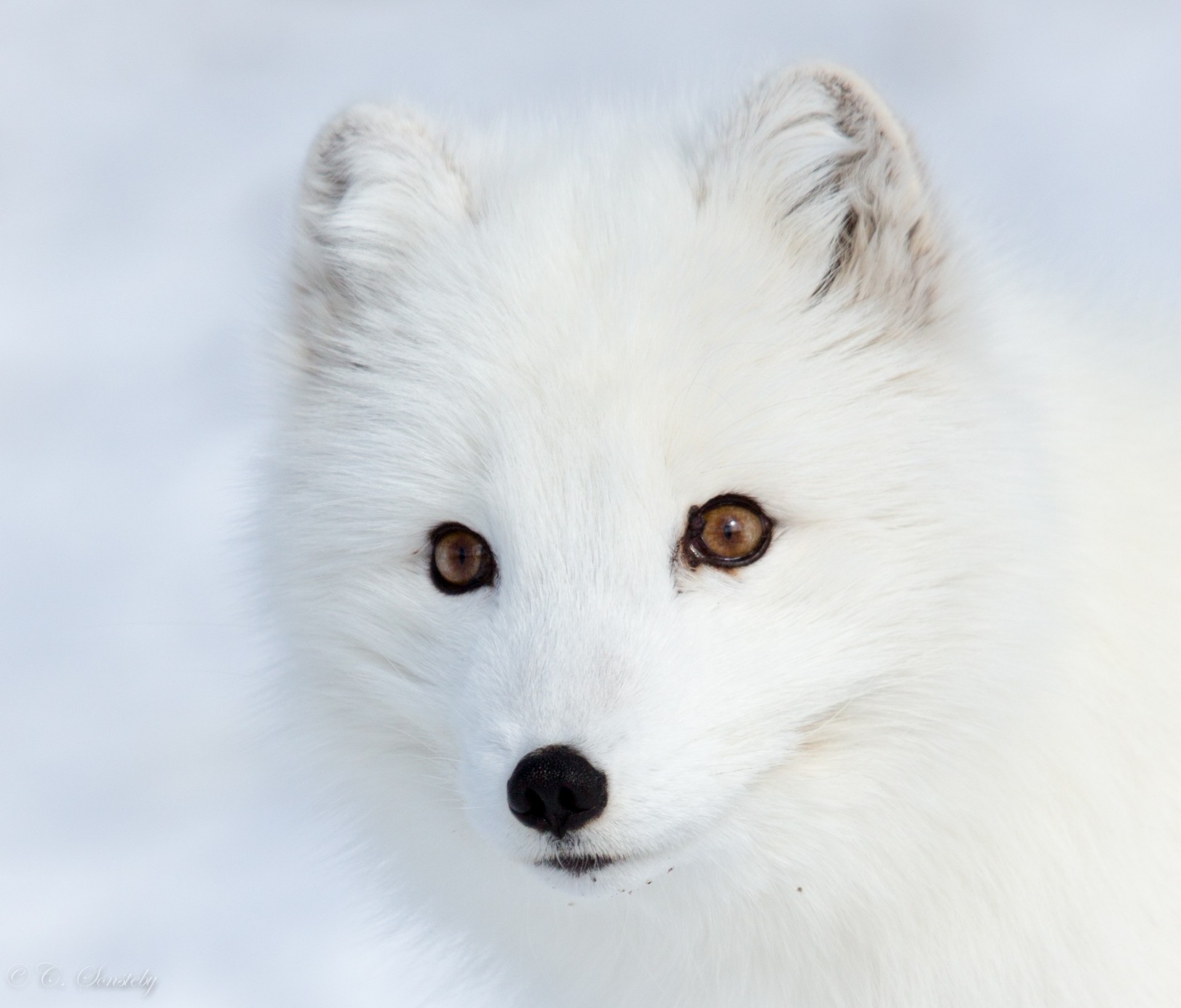 cute arctic fox