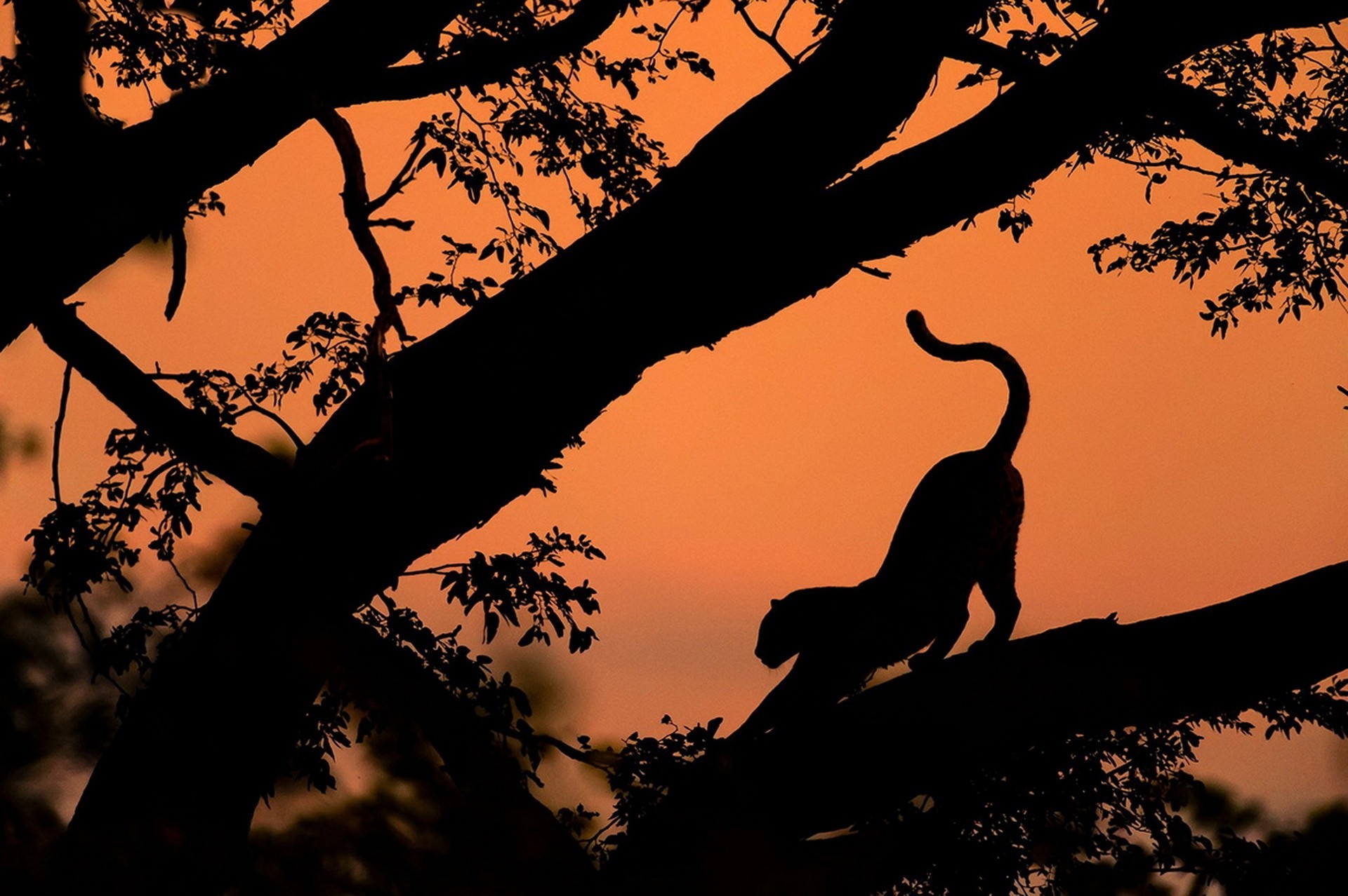 léopard coucher de soleil ombres arbres pose beauté silhouette