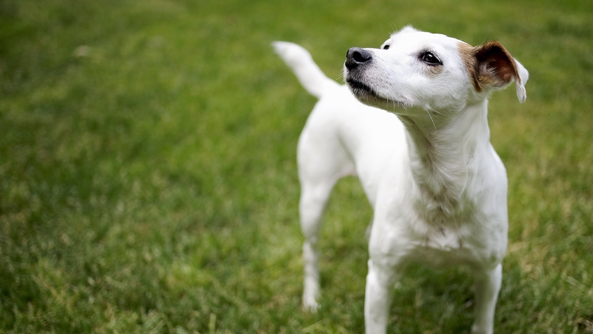 cane amico erba passeggiata