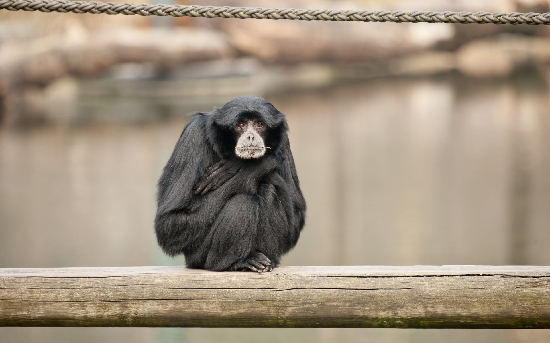 siamang primaten