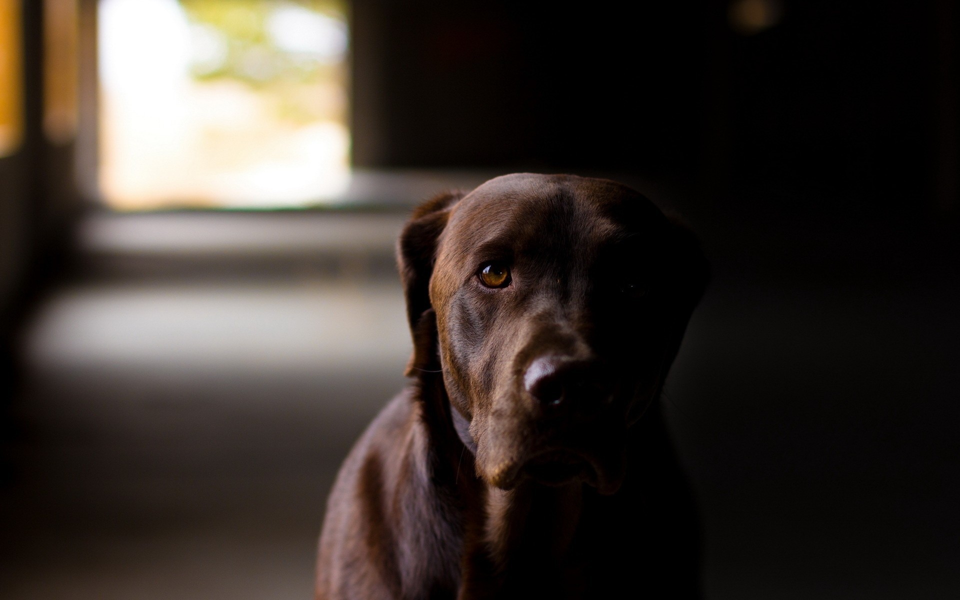 cane amico casa