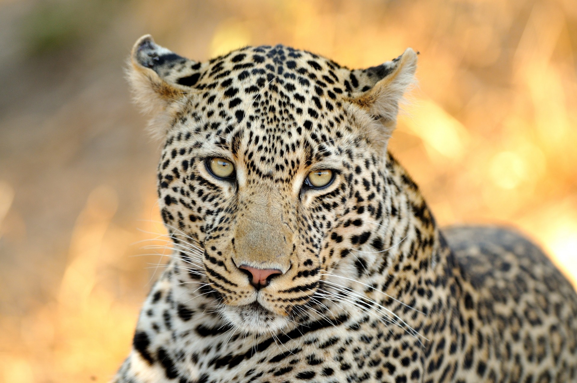 teeth wild cat leopard