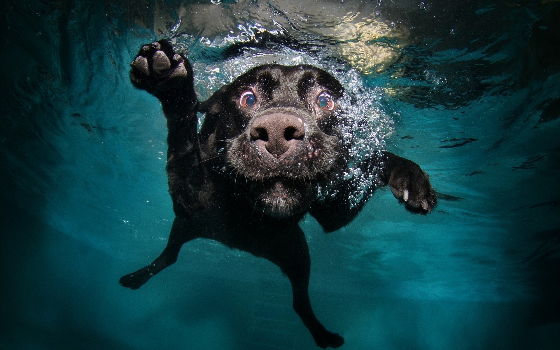 perro amigo frotis burbujas agua