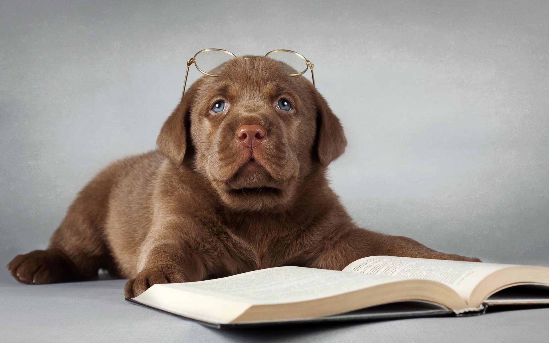 książka przyjaciel okulary przeciwsłoneczne pies labrador