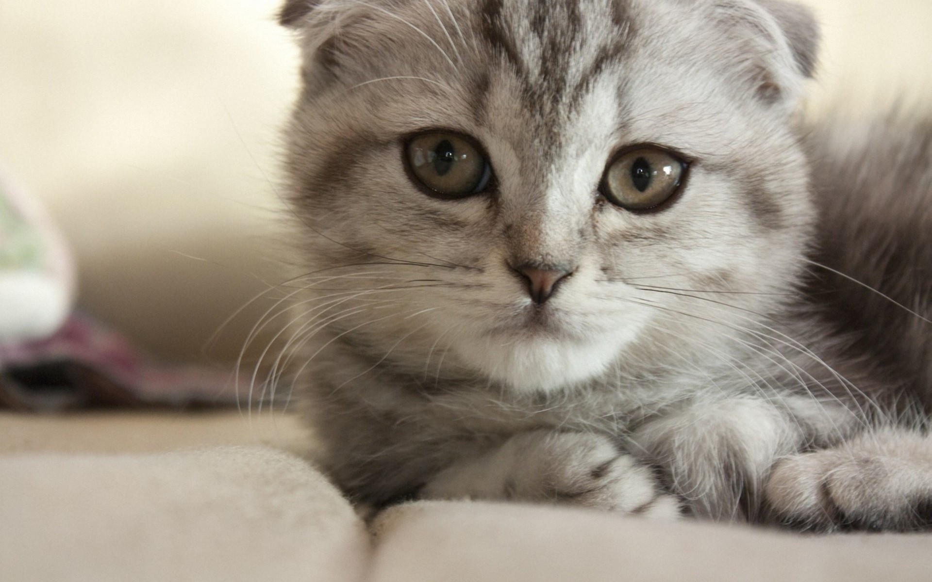 grey ears british cat