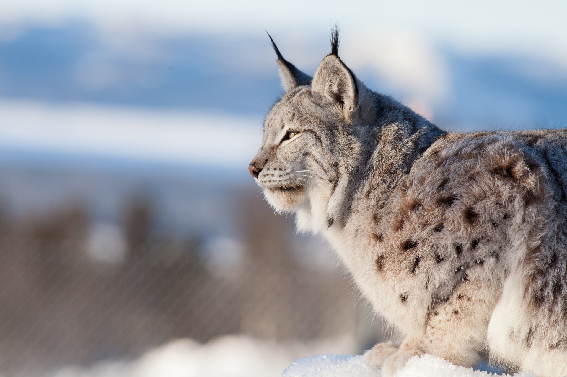 lince gato salvaje