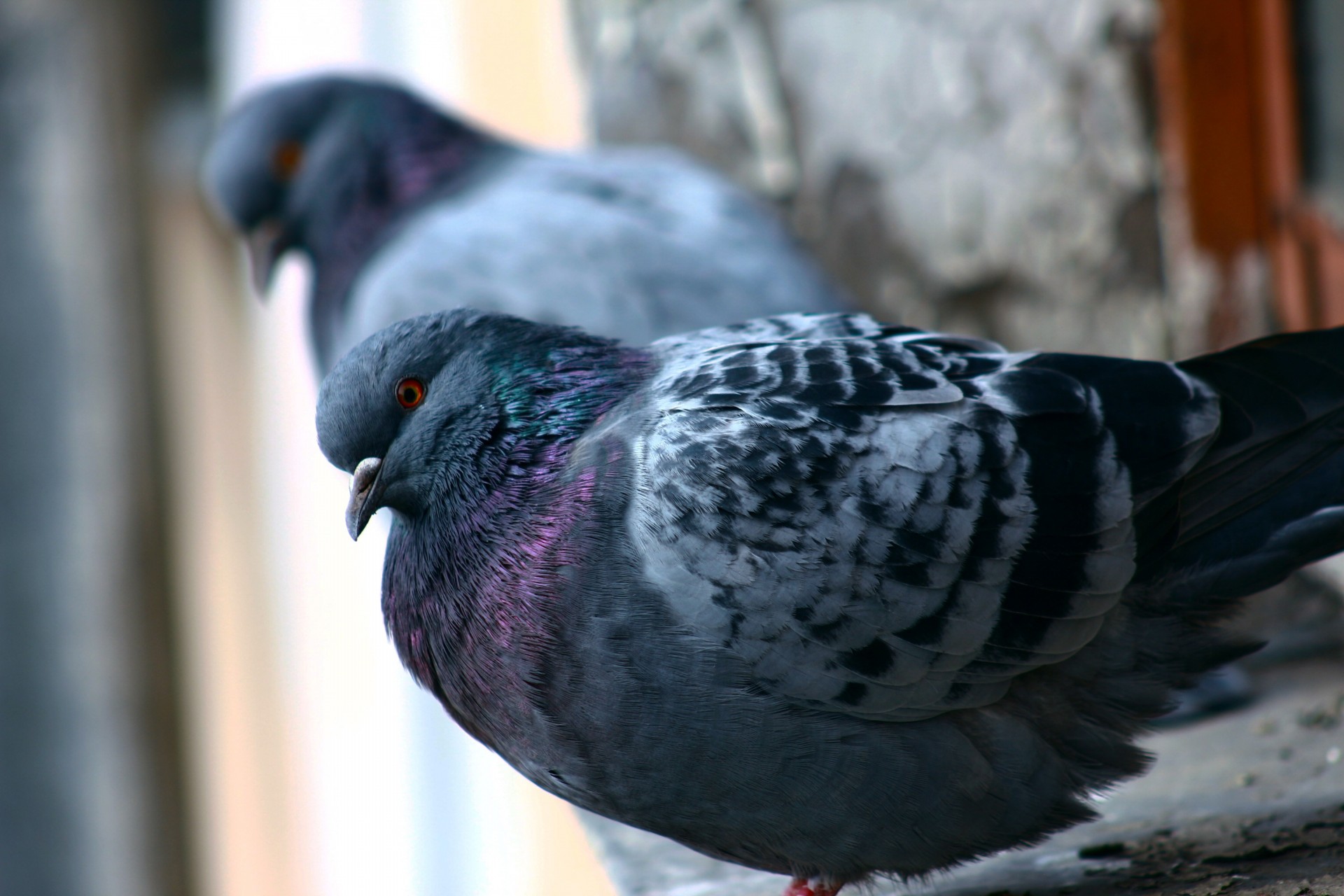 automne ville pigeons