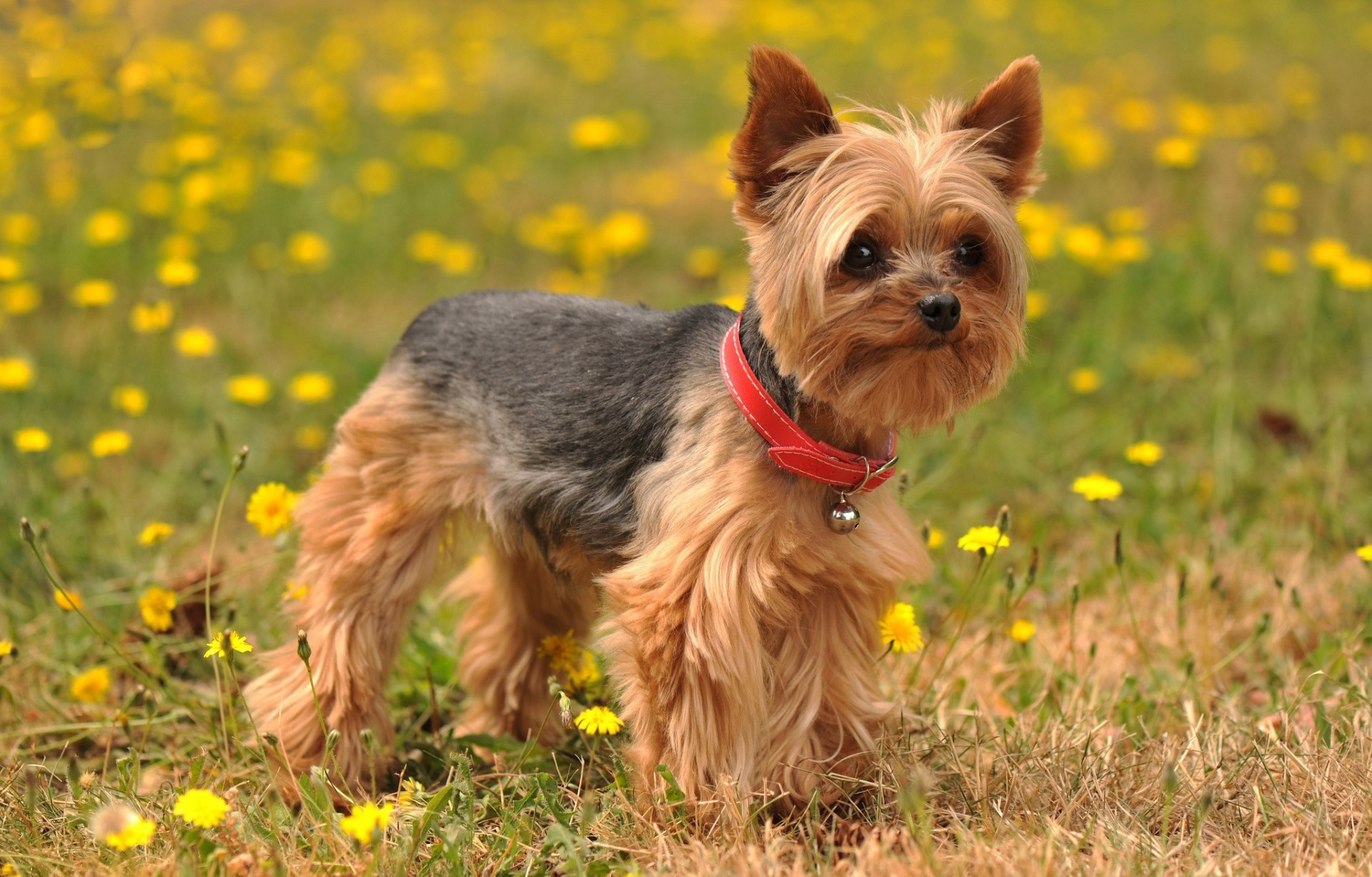 perro yorkshire terrier flores