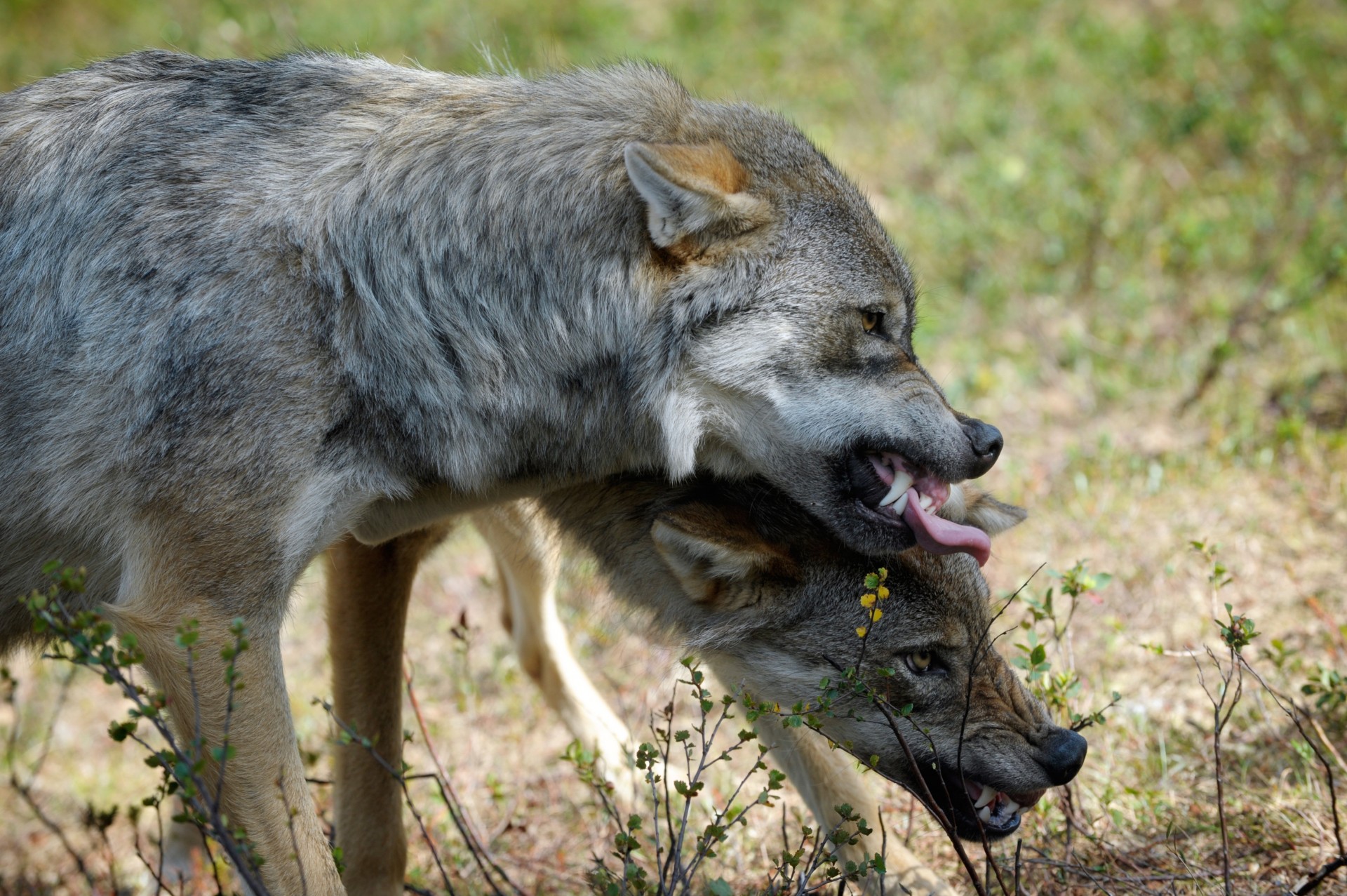 loup animaux couple