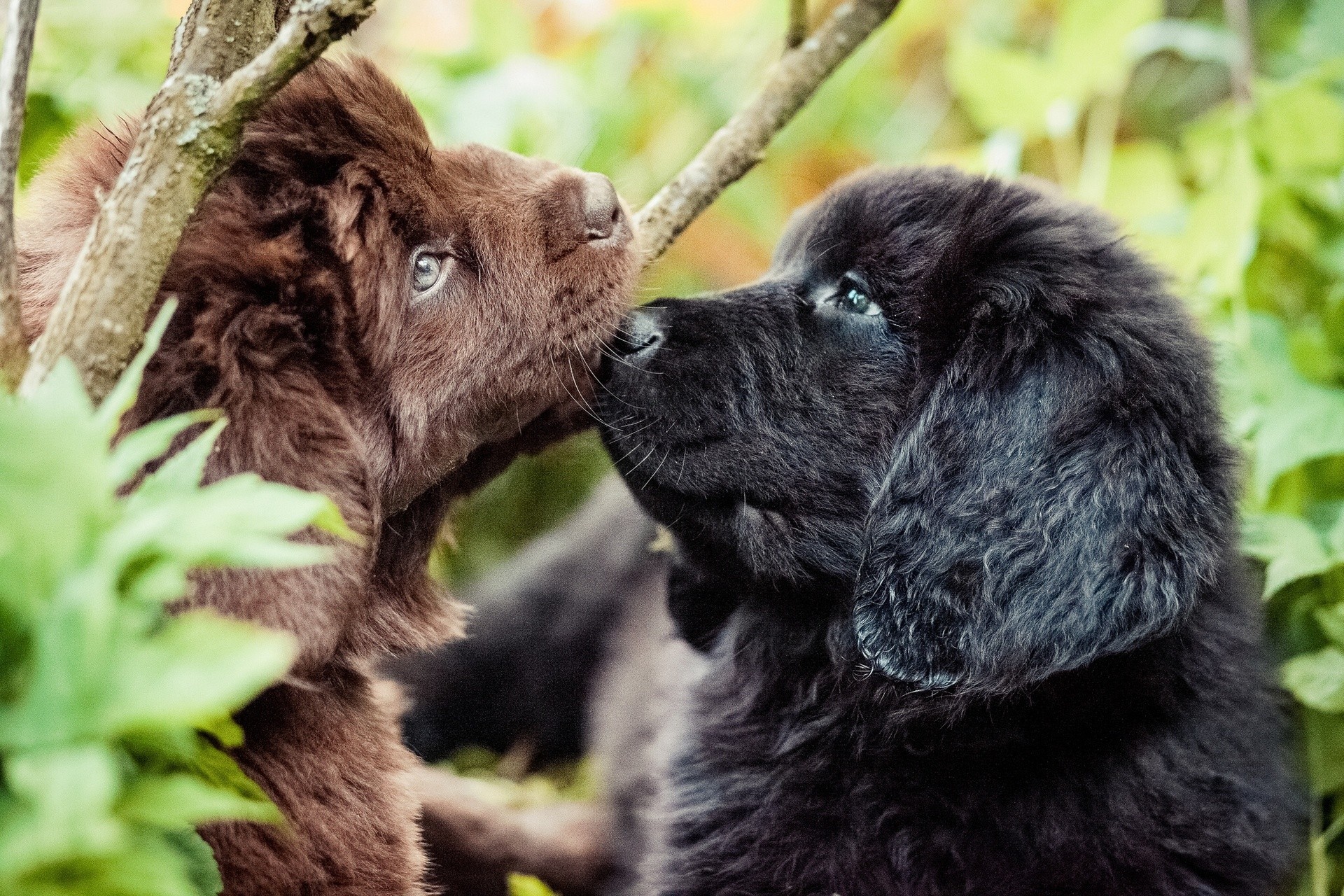 terranova perros