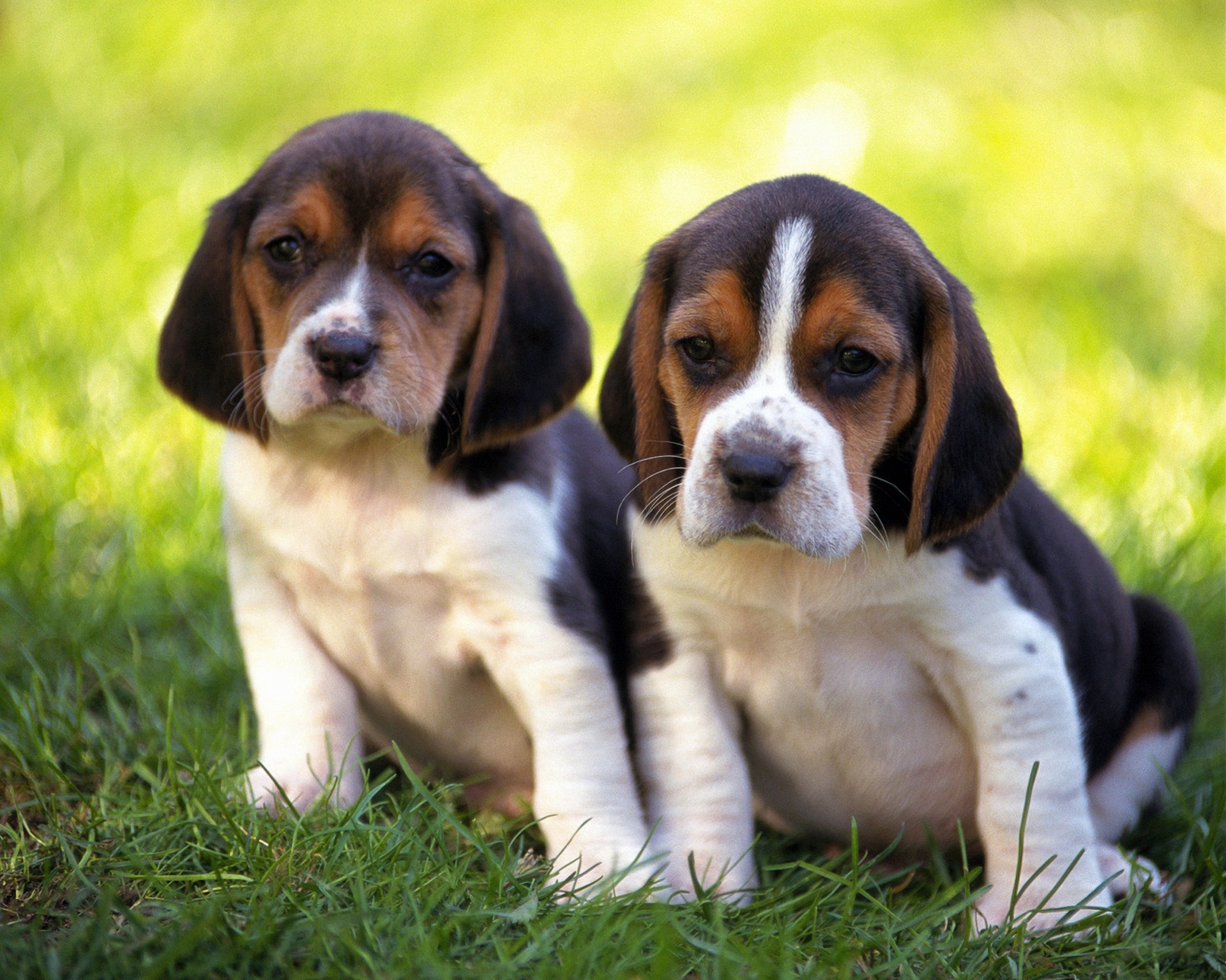 hierba cachorros pareja