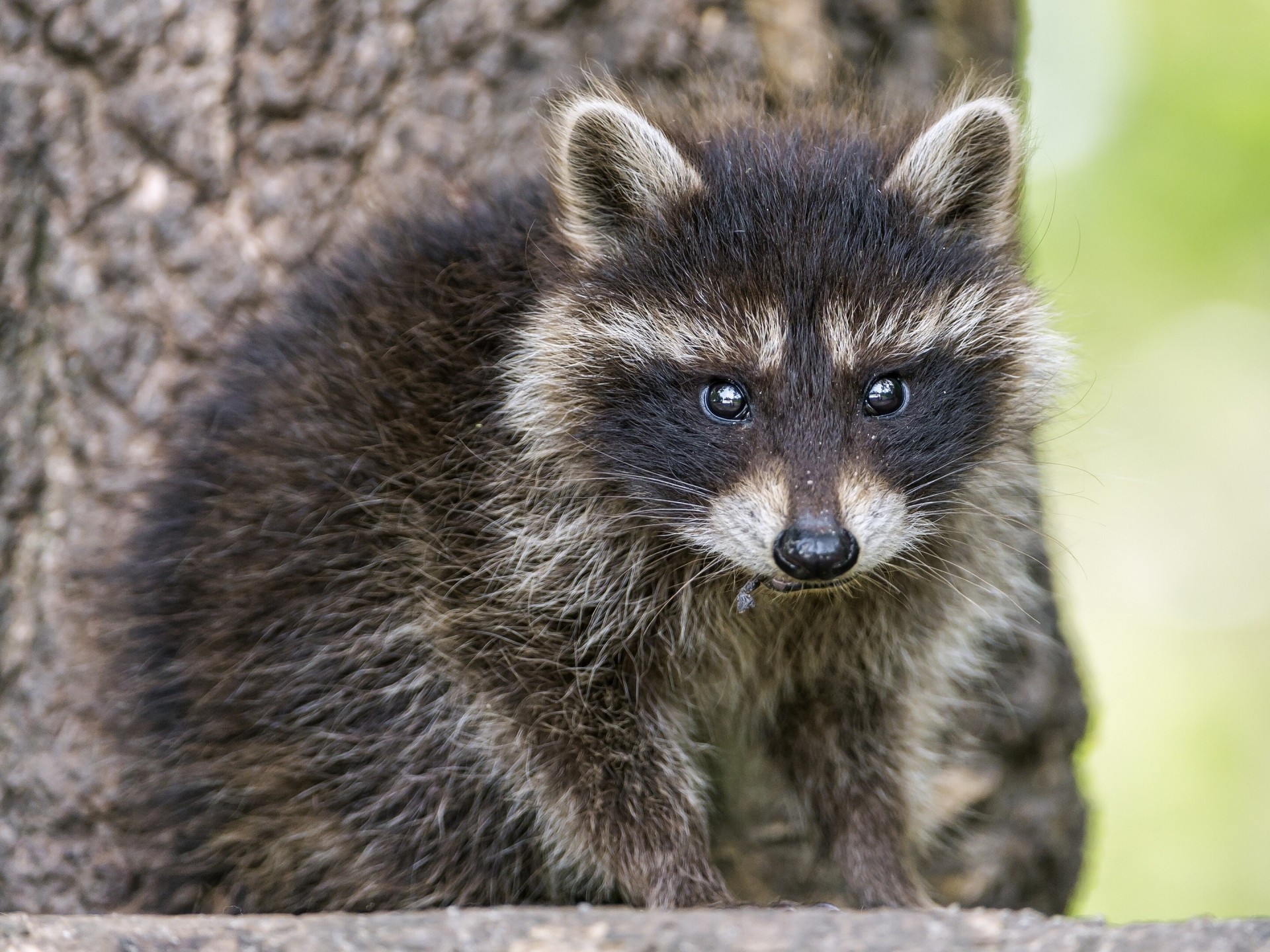 jungtier waschbär ansicht