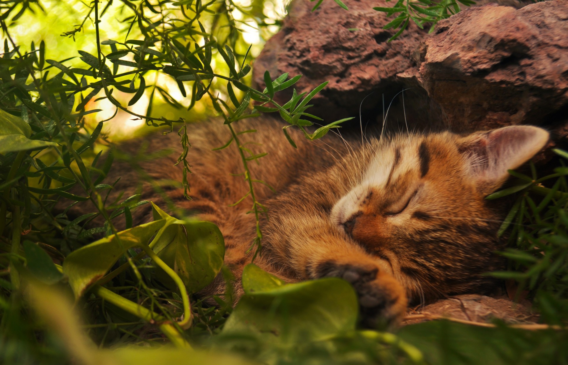 gato mintiendo pelirroja durmiendo