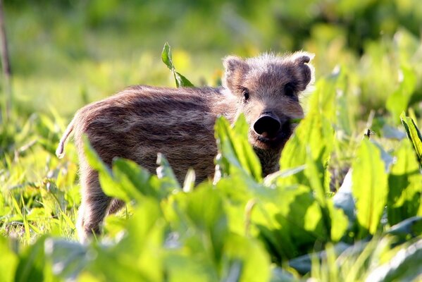 Wildschweinjunge im Sommer auf dem Rasen