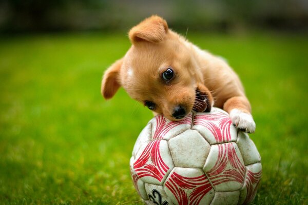 A puppy is playing with a soccer ball