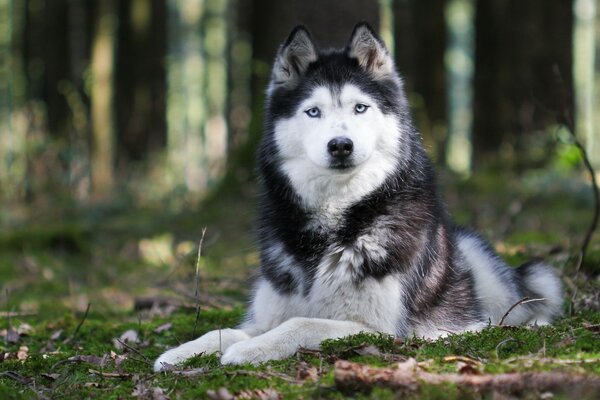 Husky is lying in a clearing among the trees