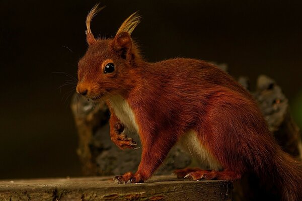 A red-haired forest squirrel is sitting