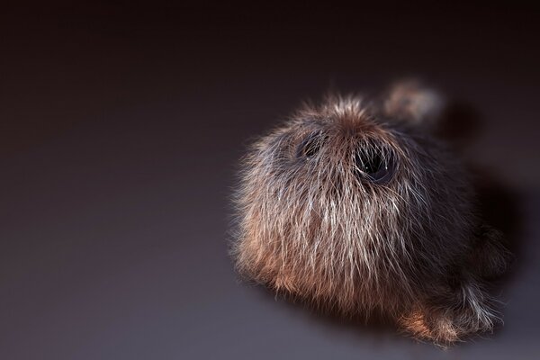 Pequeño animal peludo sobre un fondo gris