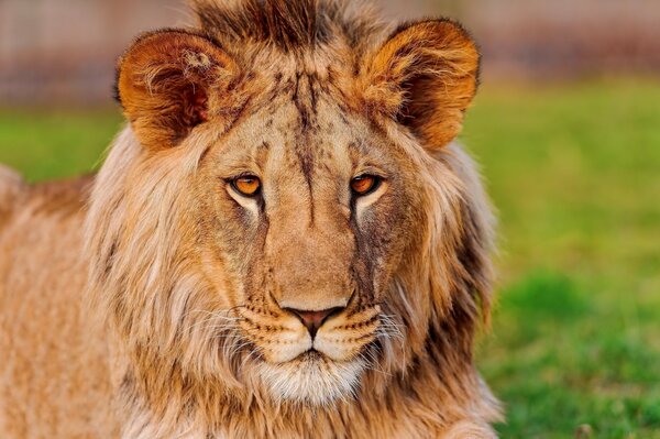 Photo of a young lion on a background of green grass