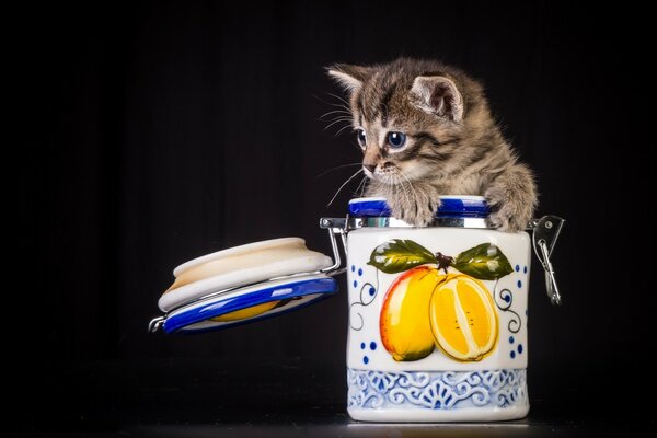 Katze statt Zucker sitzt