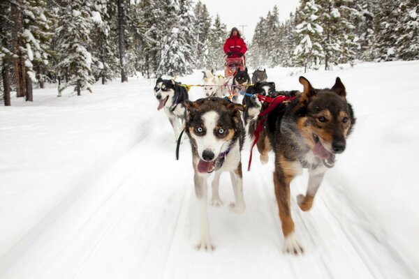 Dogs run in a cart in winter