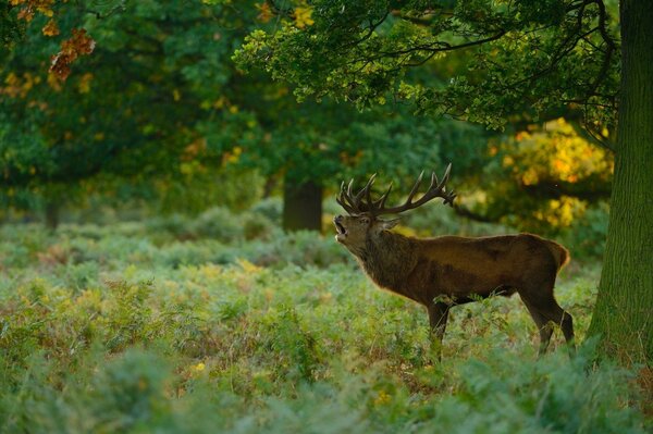 A deer in a blooming field is waiting for a date