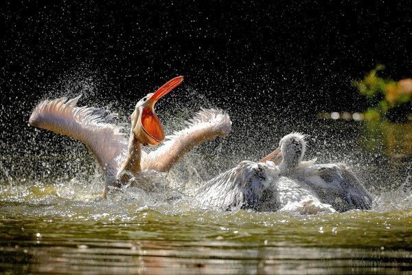 Pelican birds swim in the water