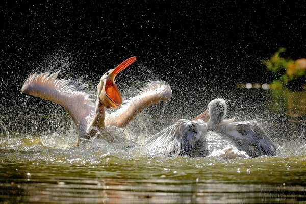 Птицы пеликаны на купаються в воде